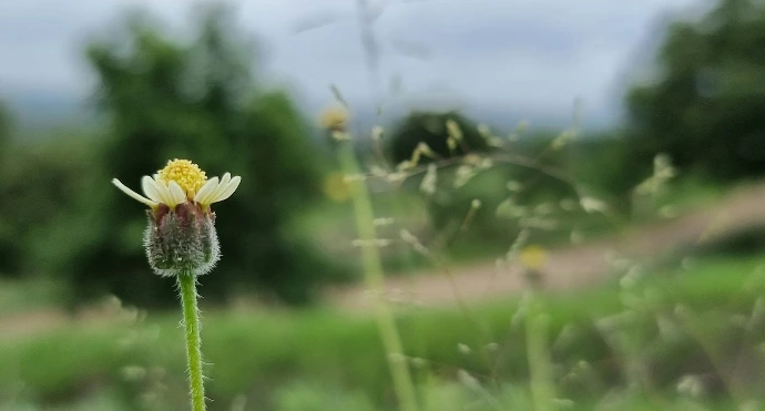 yellow flower in tilt shift lens